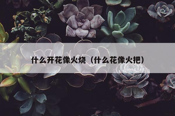 什么开花像火烧（什么花像火把）