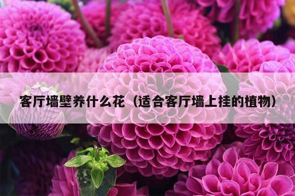 客厅墙壁养什么花（适合客厅墙上挂的植物）