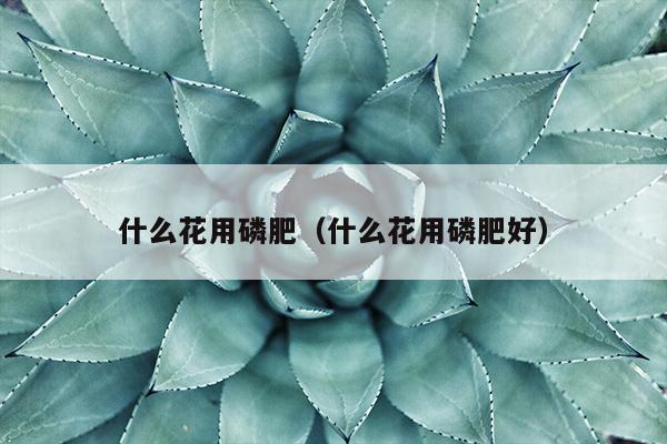 什么花用磷肥（什么花用磷肥好）