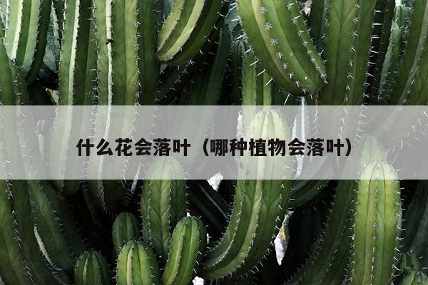 什么花会落叶（哪种植物会落叶）