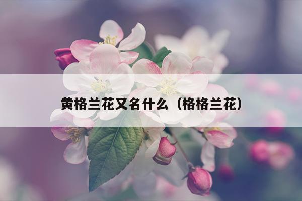 黄格兰花又名什么（格格兰花）