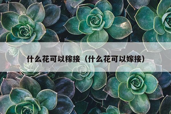 什么花可以稼接（什么花可以嫁接）