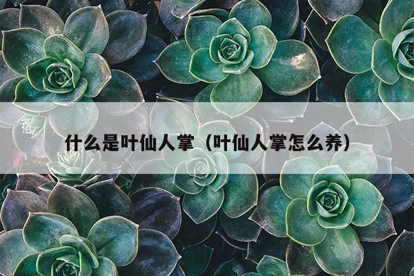 什么是叶仙人掌（叶仙人掌怎么养）