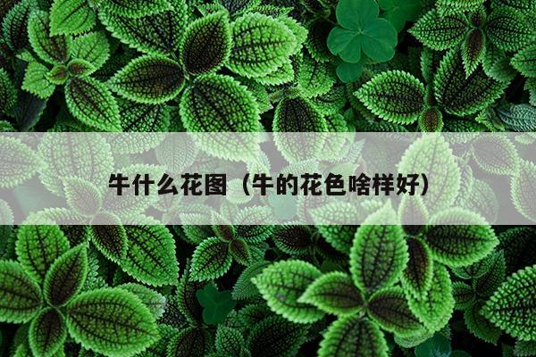 牛什么花图（牛的花色啥样好）