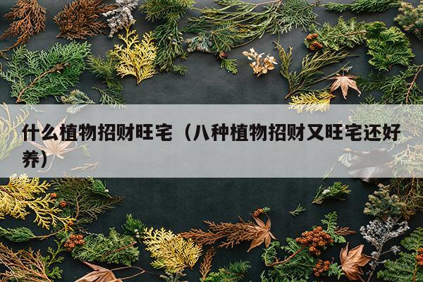 什么植物招财旺宅（八种植物招财又旺宅还好养）