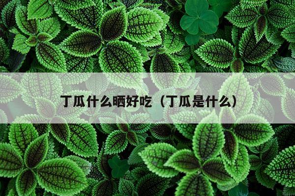 丁瓜什么晒好吃（丁瓜是什么）