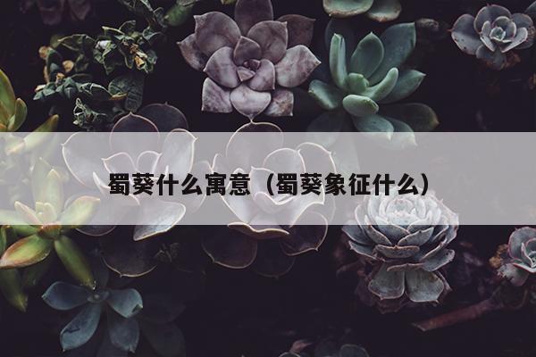 蜀葵什么寓意（蜀葵象征什么）