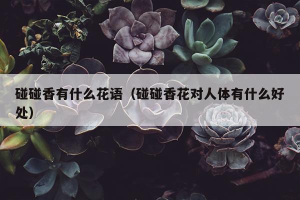 碰碰香有什么花语（碰碰香花对人体有什么好处）