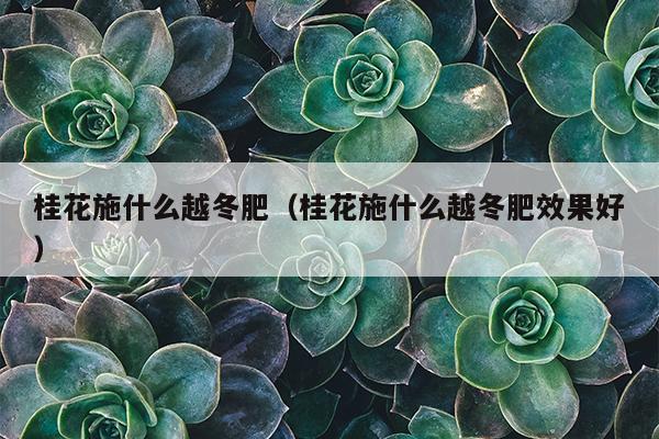 桂花施什么越冬肥（桂花施什么越冬肥效果好）