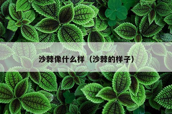 沙棘像什么样（沙棘的样子）