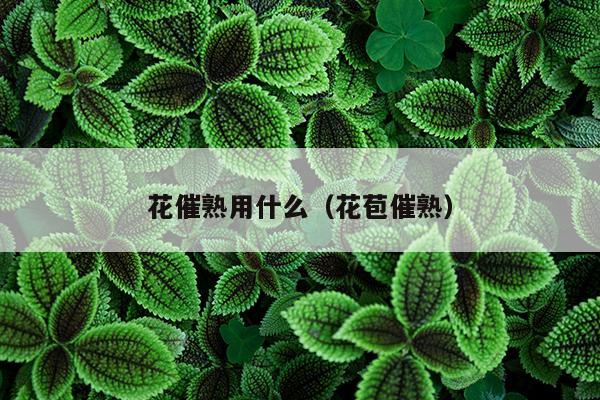 花催熟用什么（花苞催熟）