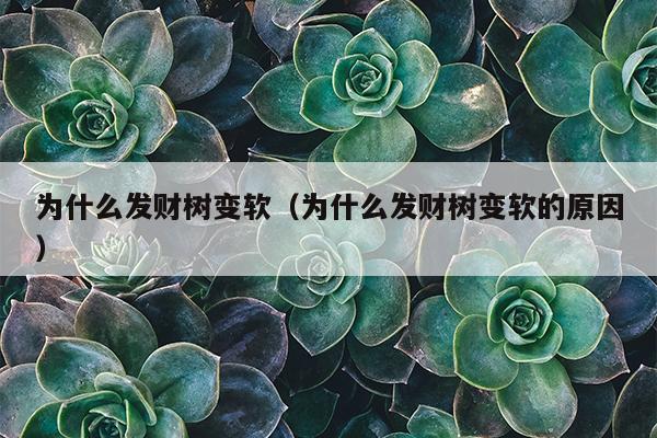 为什么发财树变软（为什么发财树变软的原因）