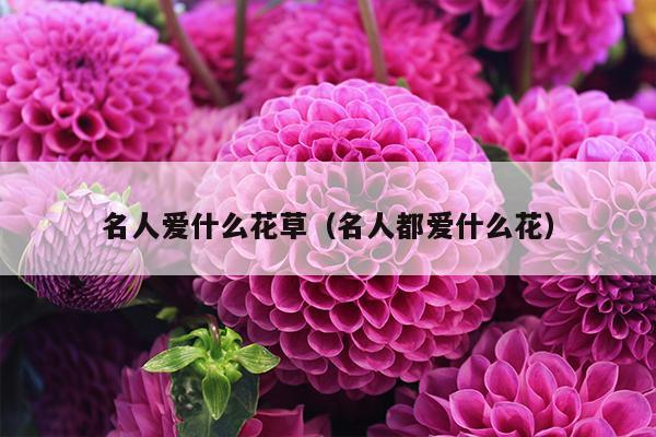 名人爱什么花草（名人都爱什么花）