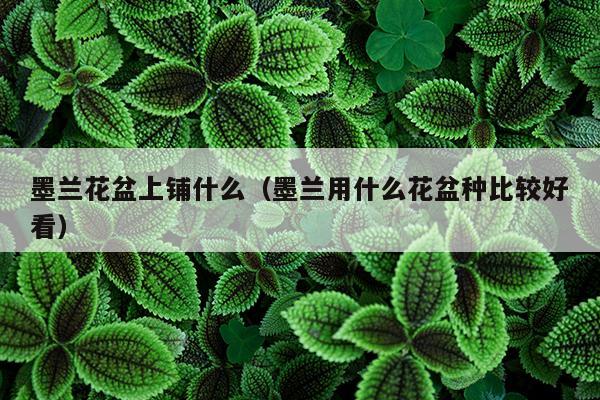 墨兰花盆上铺什么（墨兰用什么花盆种比较好看）