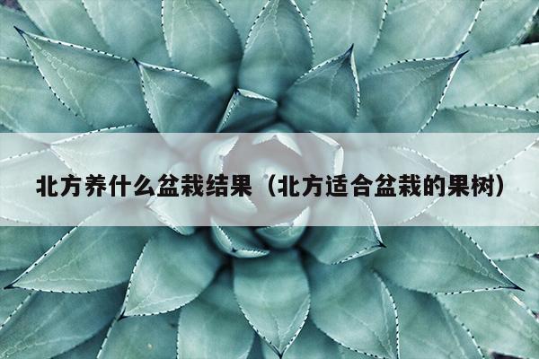 北方养什么盆栽结果（北方适合盆栽的果树）