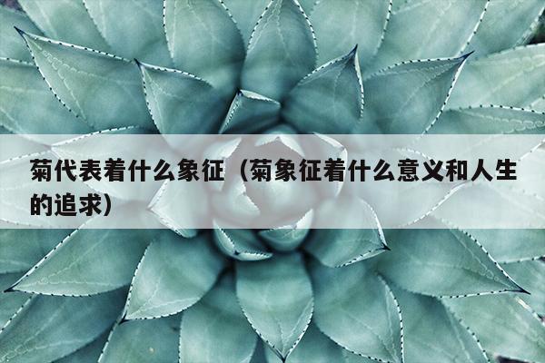 菊代表着什么象征（菊象征着什么意义和人生的追求）