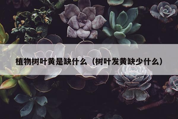 植物树叶黄是缺什么（树叶发黄缺少什么）