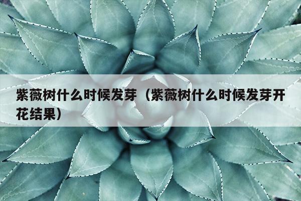 紫薇树什么时候发芽（紫薇树什么时候发芽开花结果）