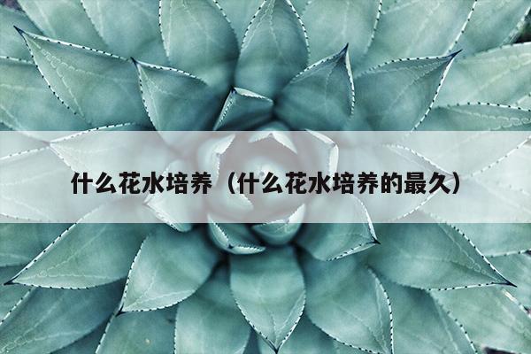 什么花水培养（什么花水培养的最久）