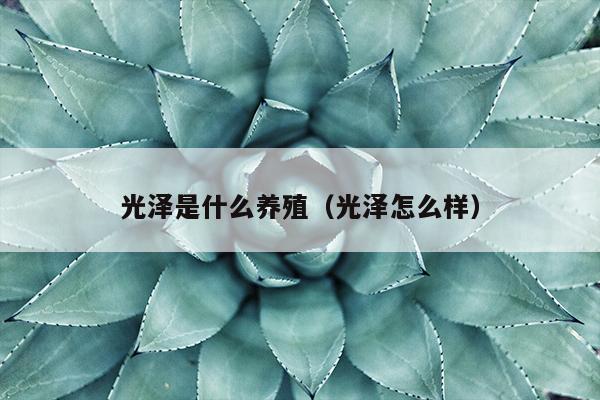 光泽是什么养殖（光泽怎么样）