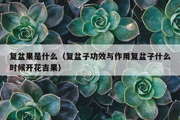 复盆果是什么（复盆子功效与作用复盆子什么时候开花吉果）