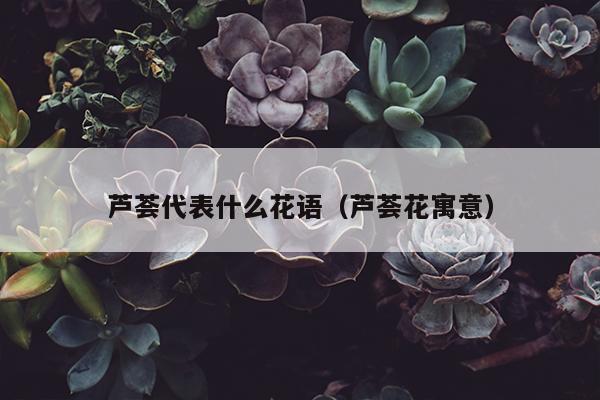 芦荟代表什么花语（芦荟花寓意）