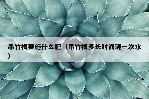 吊竹梅要施什么肥（吊竹梅多长时间浇一次水）