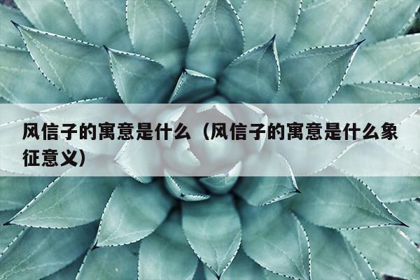 风信子的寓意是什么（风信子的寓意是什么象征意义）