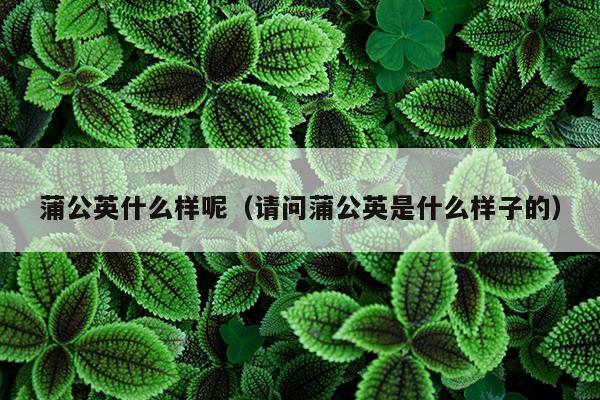 蒲公英什么样呢（请问蒲公英是什么样子的）