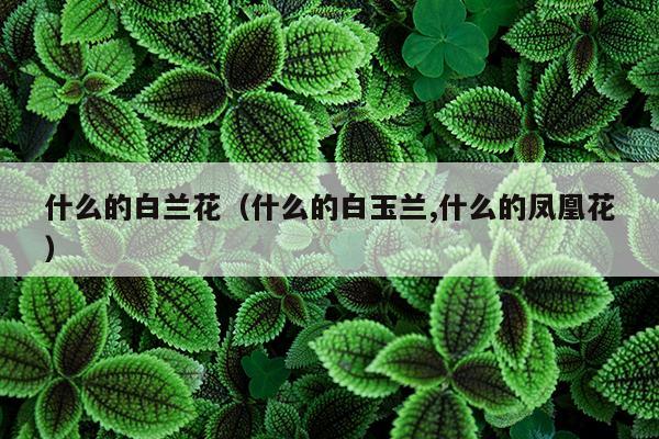 什么的白兰花（什么的白玉兰,什么的凤凰花）