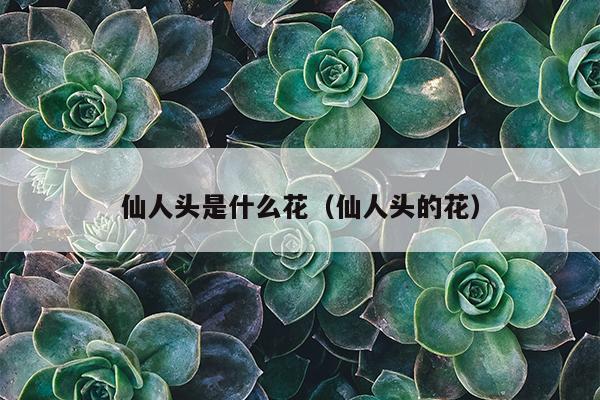 仙人头是什么花（仙人头的花）