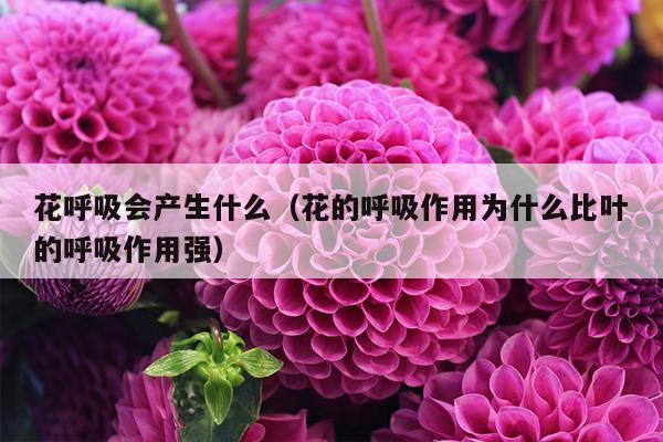 花呼吸会产生什么（花的呼吸作用为什么比叶的呼吸作用强）