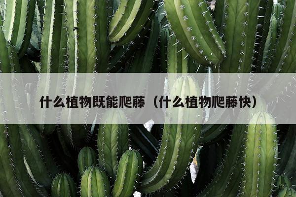 什么植物既能爬藤（什么植物爬藤快）