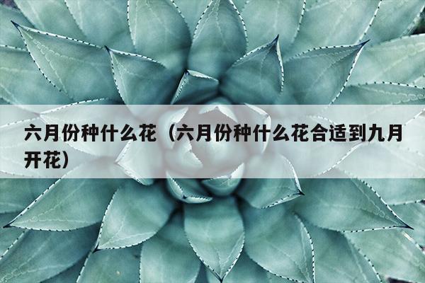 六月份种什么花（六月份种什么花合适到九月开花）