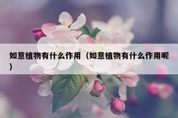 如意植物有什么作用（如意植物有什么作用呢）