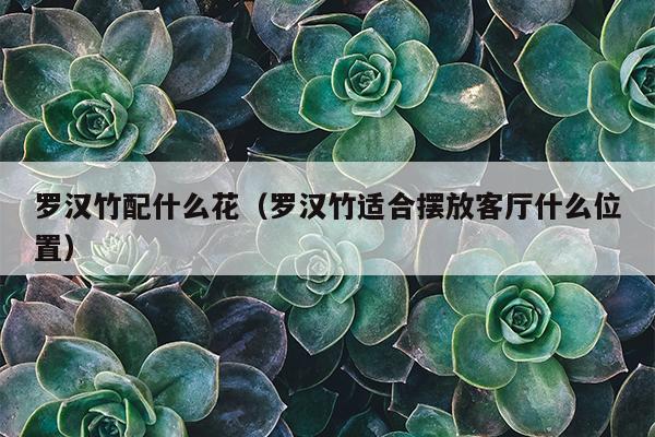 罗汉竹配什么花（罗汉竹适合摆放客厅什么位置）