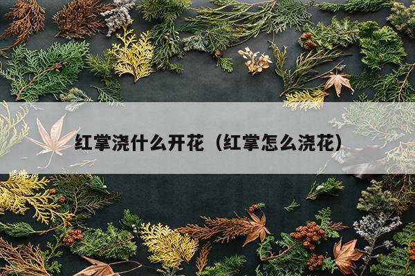 红掌浇什么开花（红掌怎么浇花）