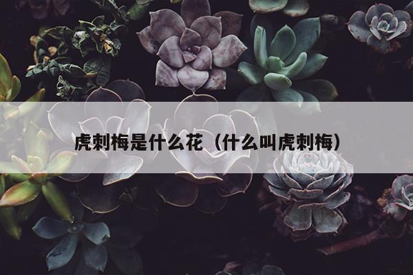 虎刺梅是什么花（什么叫虎刺梅）