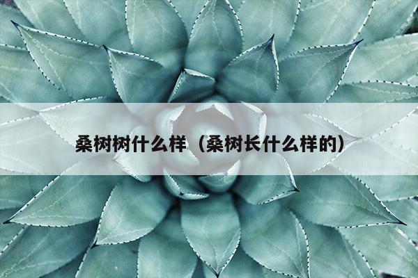 桑树树什么样（桑树长什么样的）