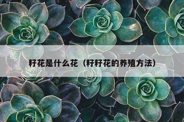 籽花是什么花（籽籽花的养殖方法）