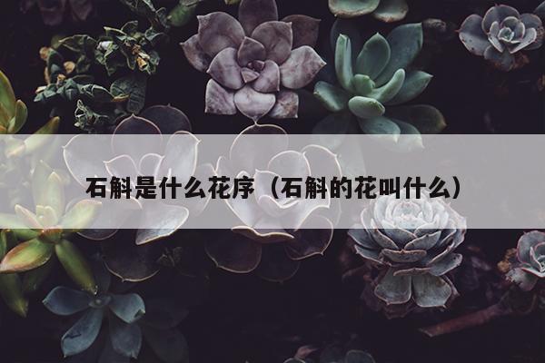 石斛是什么花序（石斛的花叫什么）