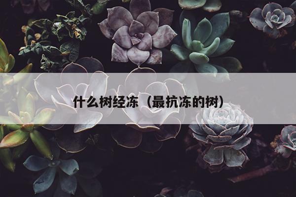 什么树经冻（最抗冻的树）