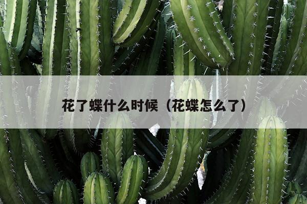 花了蝶什么时候（花蝶怎么了）