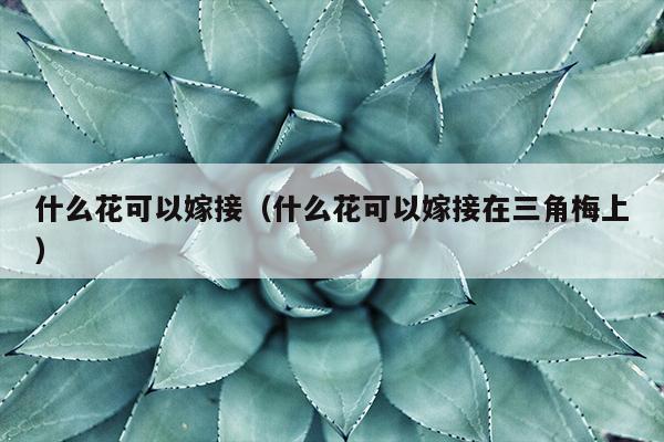 什么花可以嫁接（什么花可以嫁接在三角梅上）