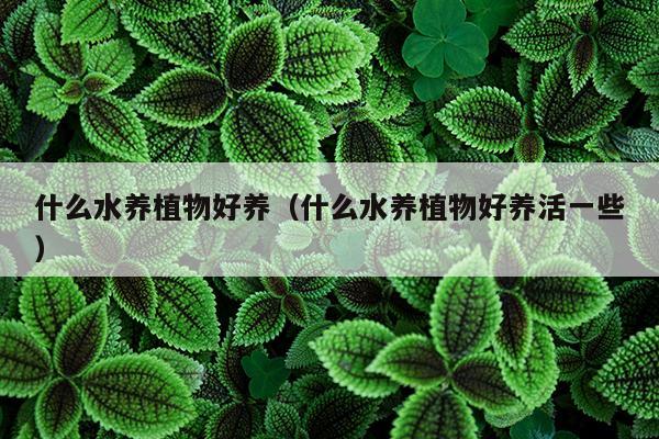 什么水养植物好养（什么水养植物好养活一些）