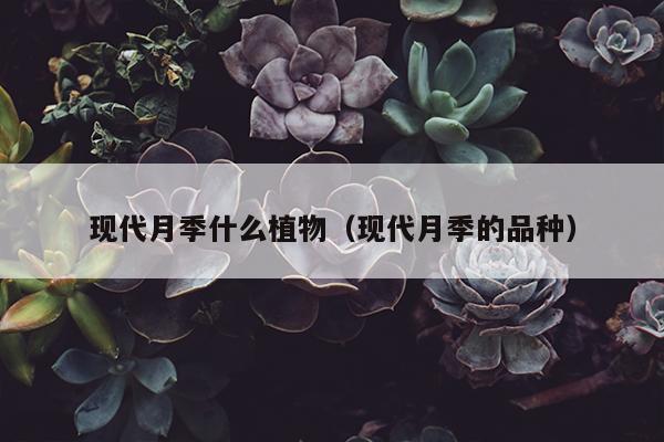 现代月季什么植物（现代月季的品种）