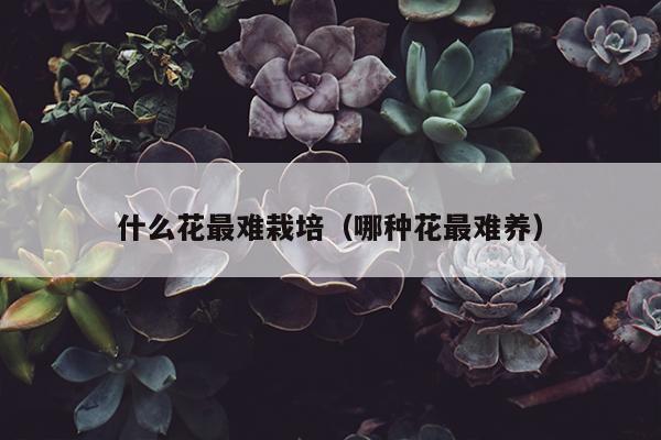 什么花最难栽培（哪种花最难养）