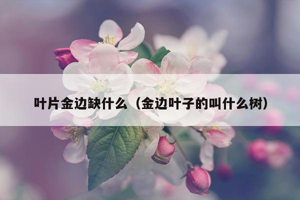 叶片金边缺什么（金边叶子的叫什么树）