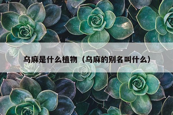 乌麻是什么植物（乌麻的别名叫什么）