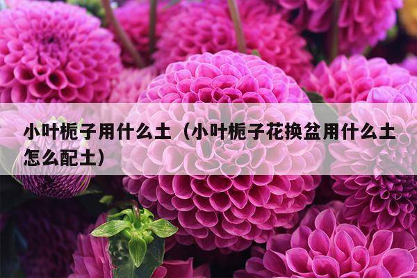 小叶栀子用什么土（小叶栀子花换盆用什么土怎么配土）